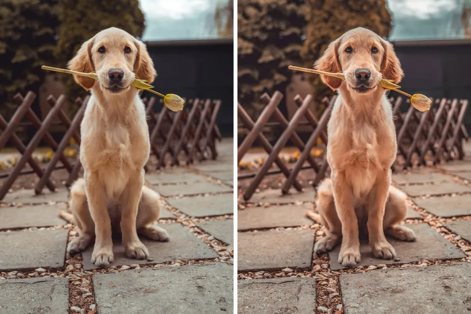 before after dog retouch